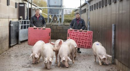 Red Tractor lanza una plataforma de formación online en bienestar para productores porcinos
