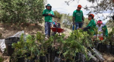 Voluntarios de Iberdrola México plantan 7.000 árboles en cinco estados